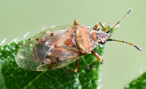Kleidocerys resedae